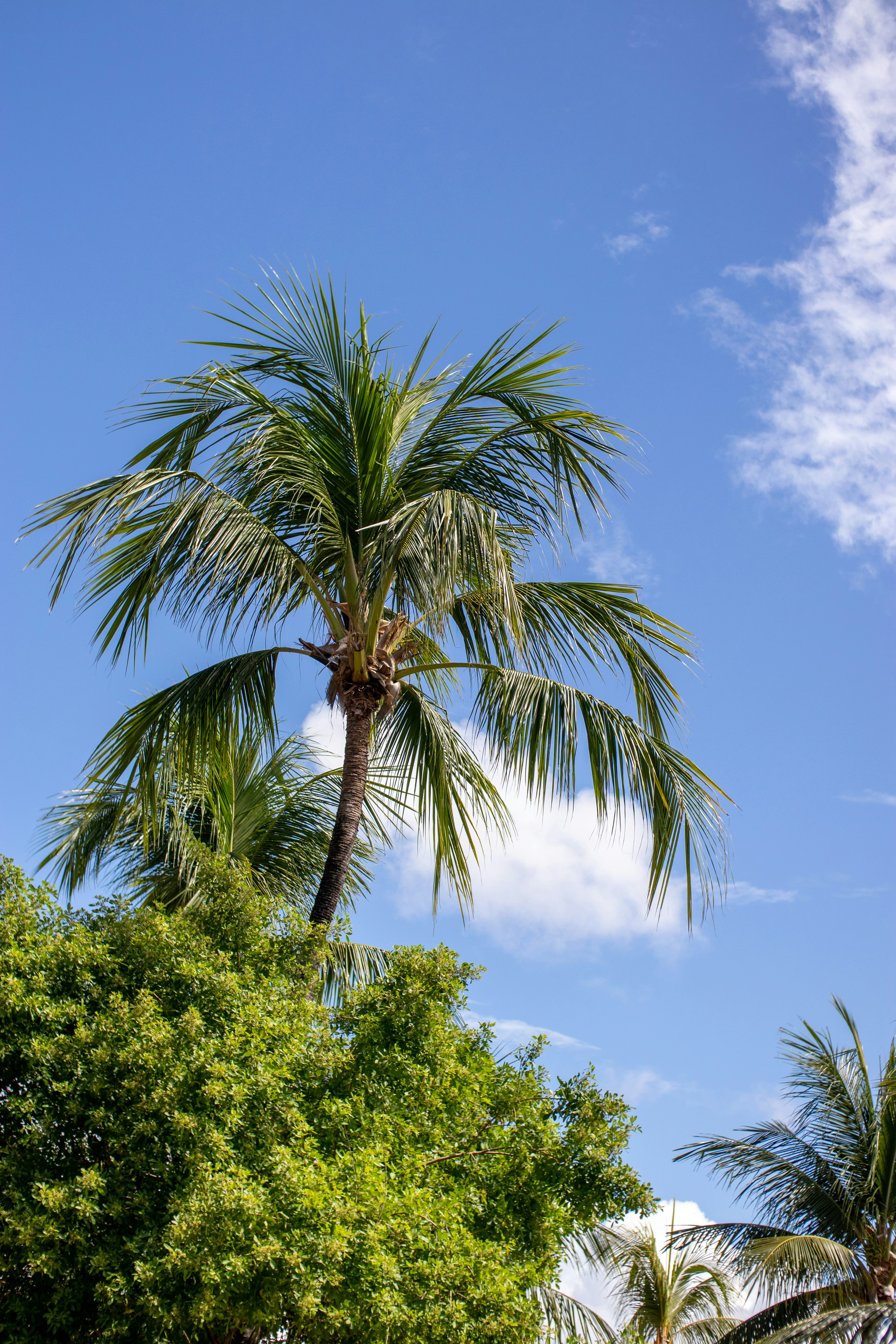 green palm tree under blue sky during daytime